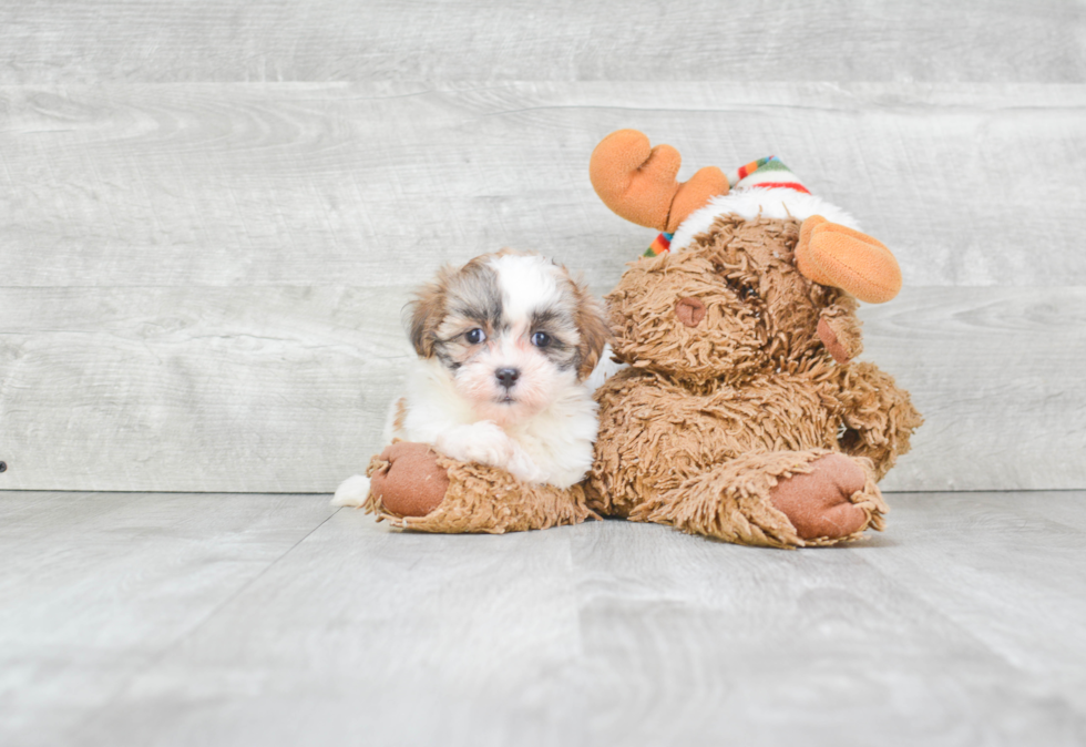 Fluffy Teddy Bear Designer Pup