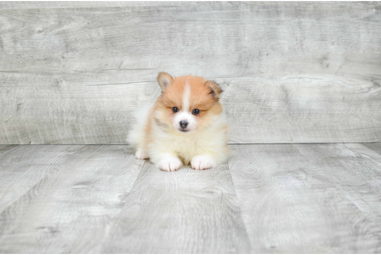 Adorable Pomeranian Purebred Puppy