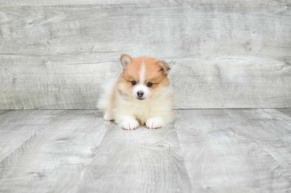 Adorable Pomeranian Purebred Puppy