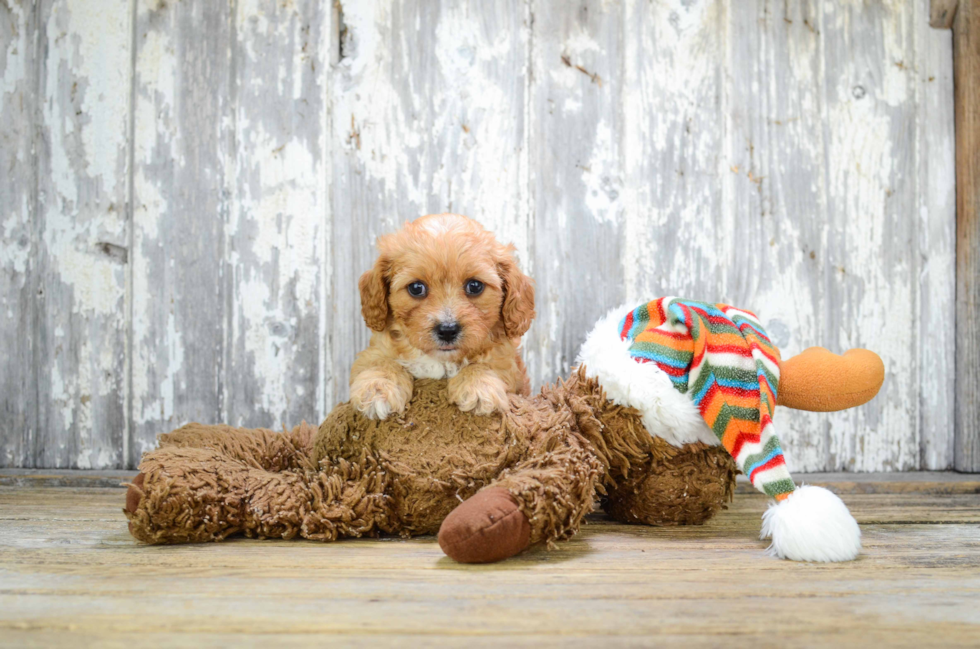 Cavapoo Puppy for Adoption