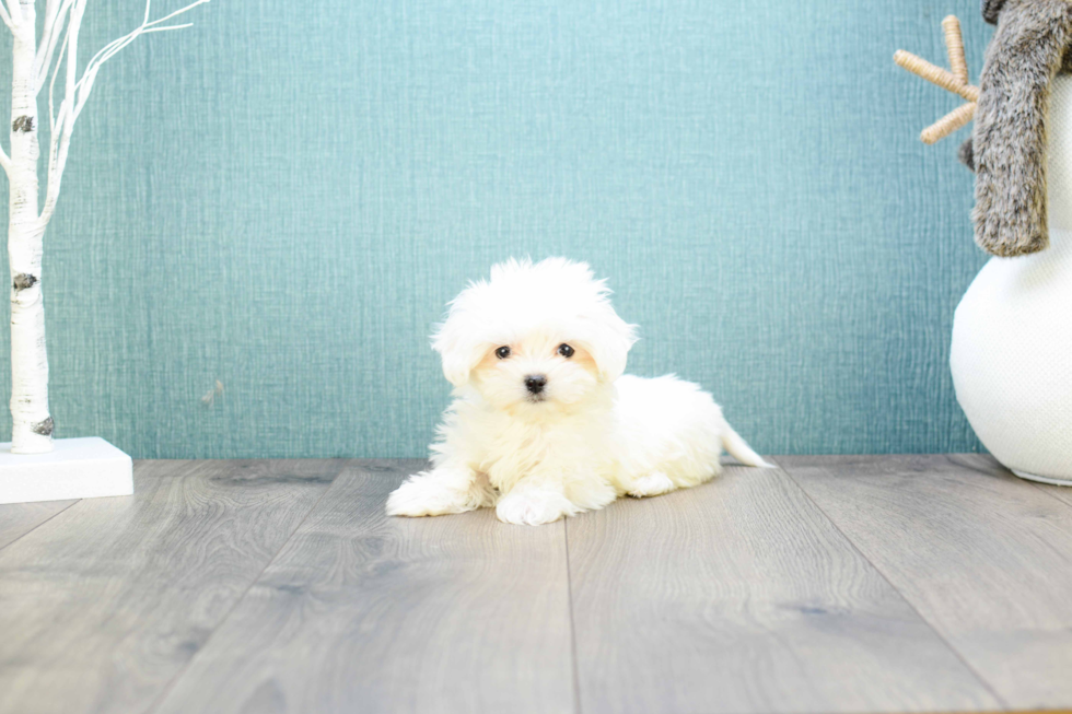 Maltese Puppy for Adoption