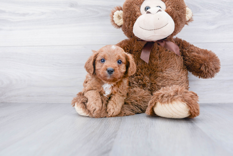 Popular Cavapoo Poodle Mix Pup