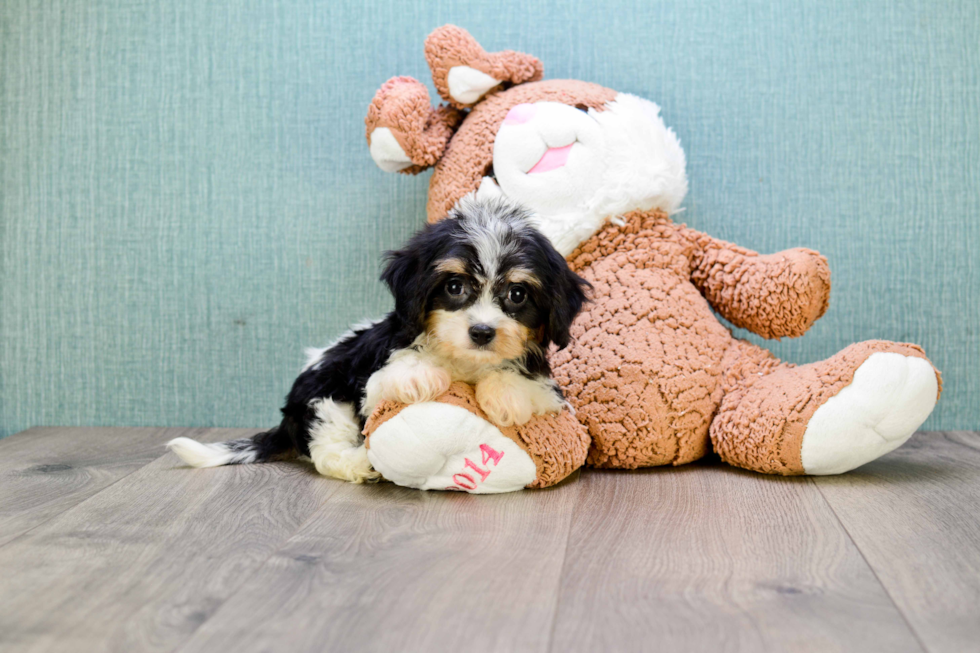 Playful Cavalier Designer Puppy