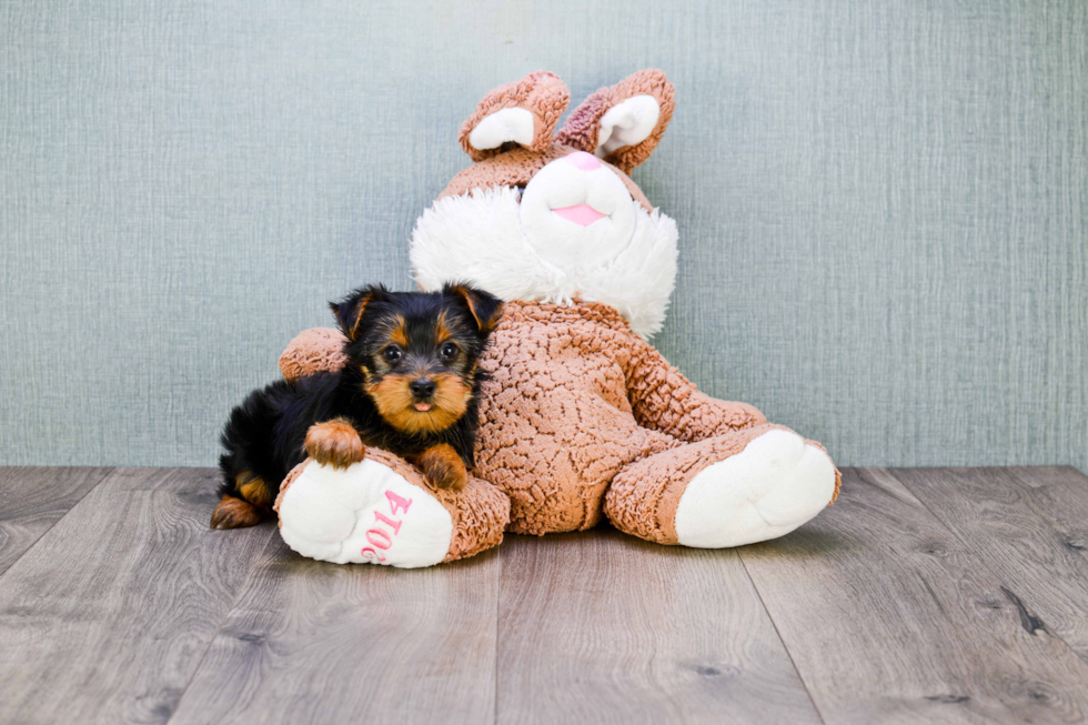 Meet Lisa - our Yorkshire Terrier Puppy Photo 