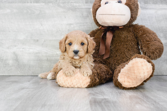 Popular Cavapoo Poodle Mix Pup