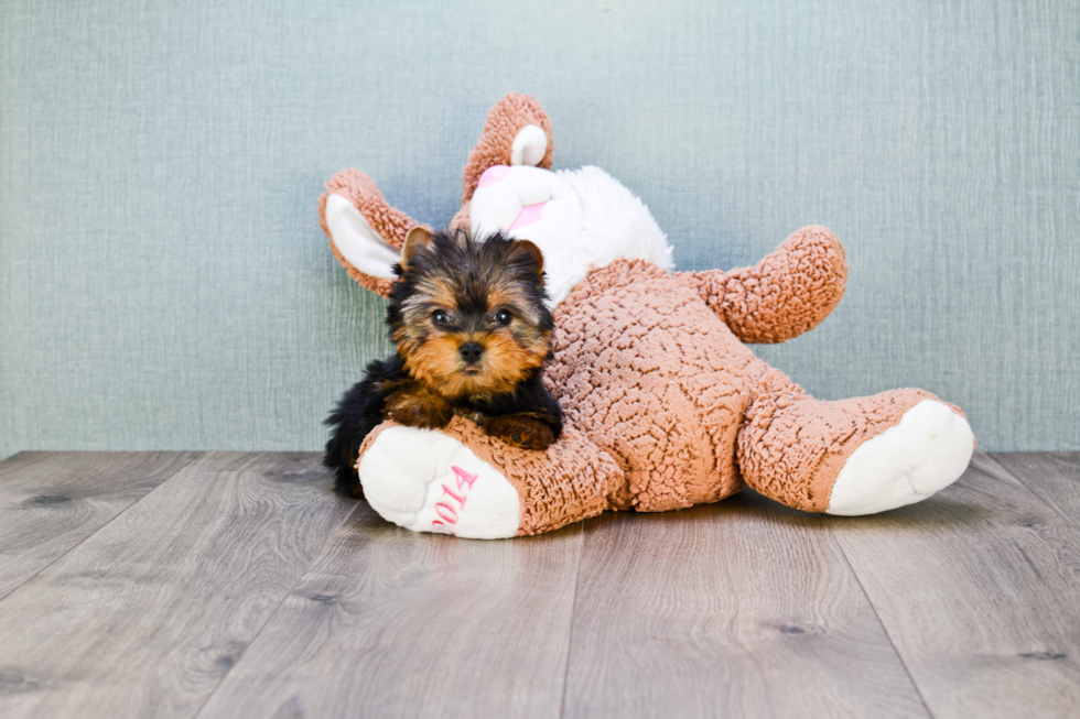 Meet Goldie - our Yorkshire Terrier Puppy Photo 