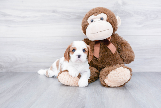 Cute Cavalier King Charles Spaniel Purebred Puppy