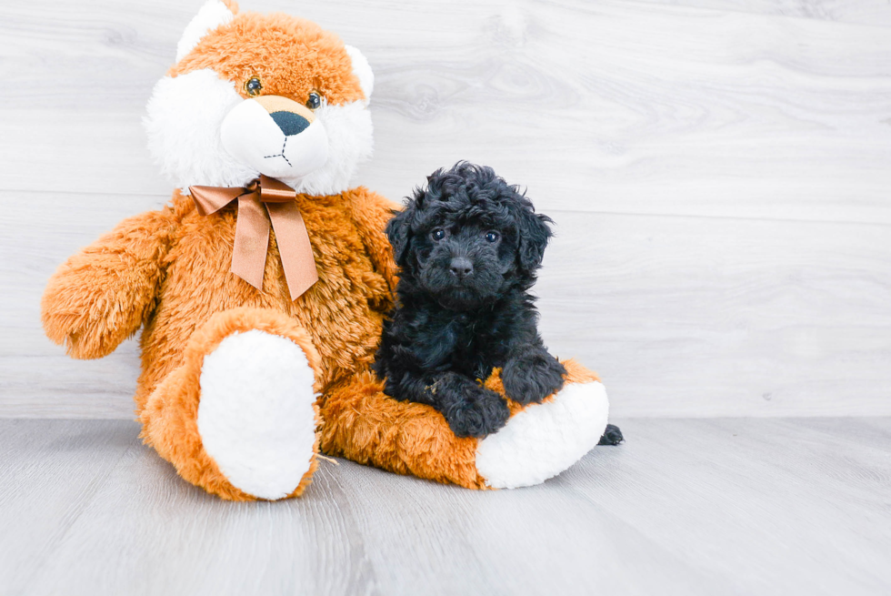 Little Bernadoodle Poodle Mix Puppy