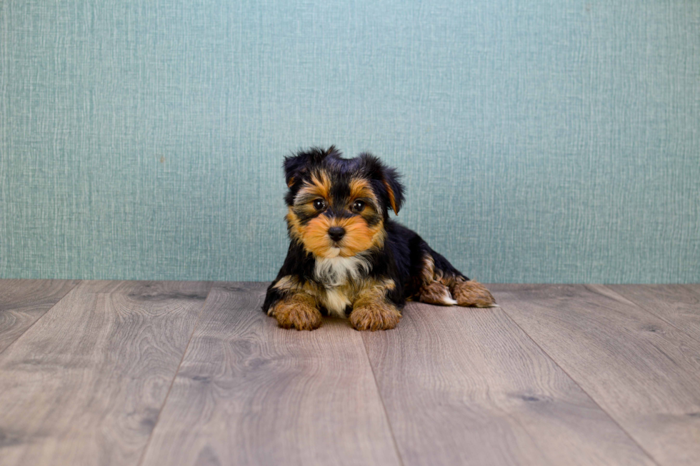 Meet Lisa - our Yorkshire Terrier Puppy Photo 