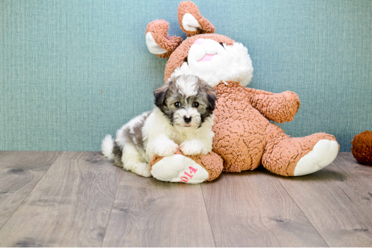 Havanese Pup Being Cute