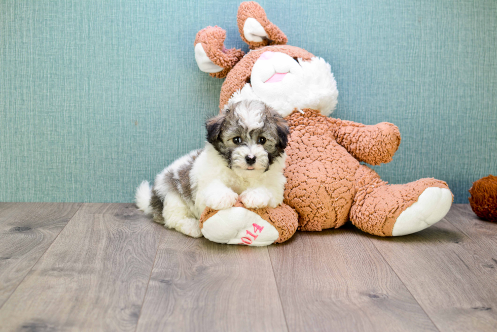 Havanese Pup Being Cute