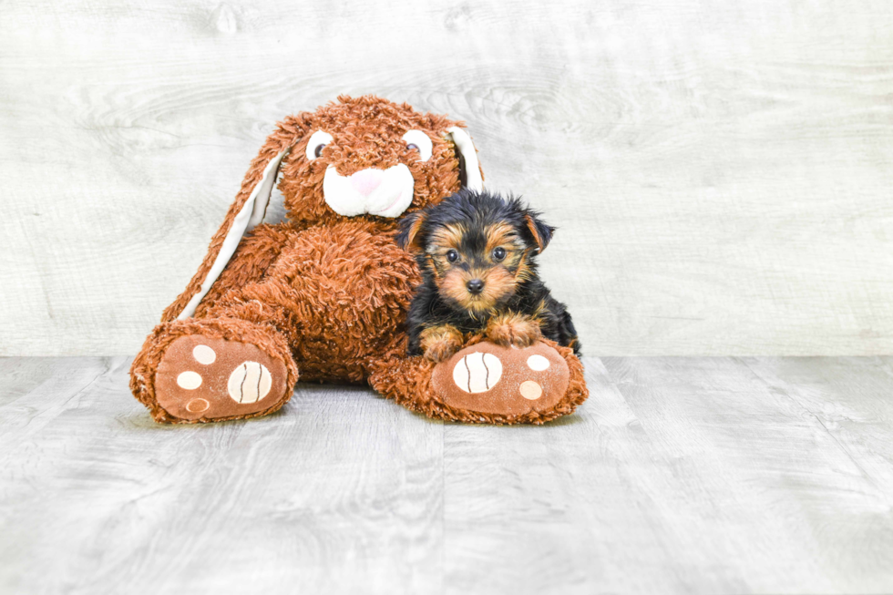 Meet Lacie - our Yorkshire Terrier Puppy Photo 