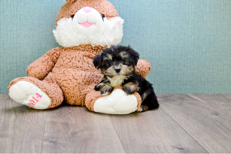 Morkie Puppy for Adoption