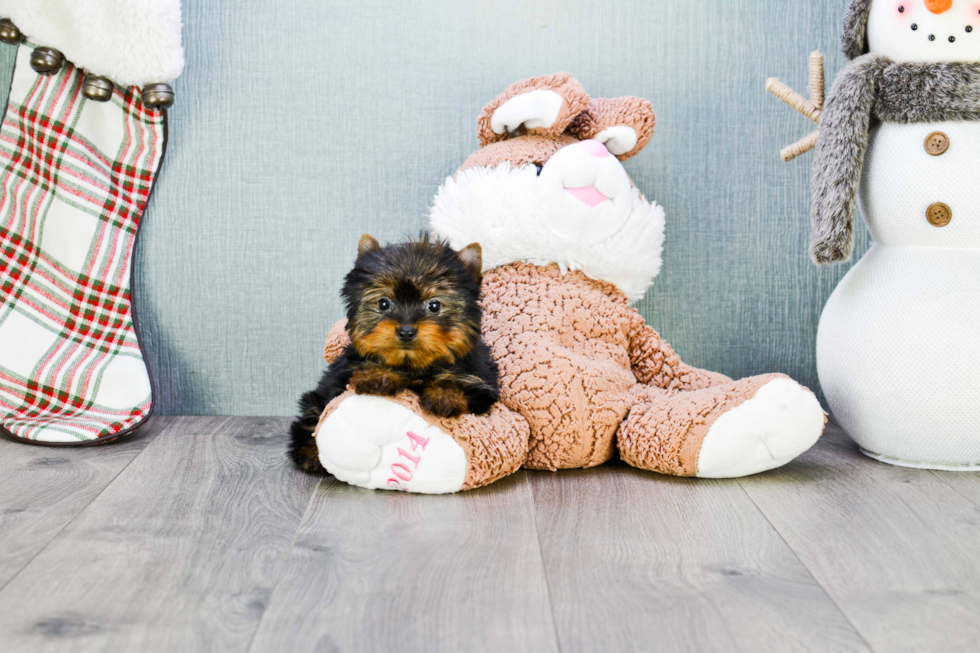 Meet Giselle - our Yorkshire Terrier Puppy Photo 