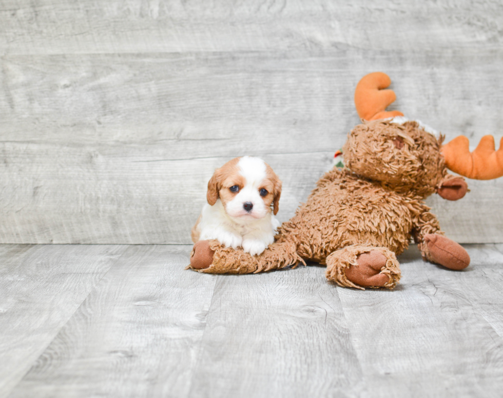 Little Cavalier King Charles Spaniel Baby