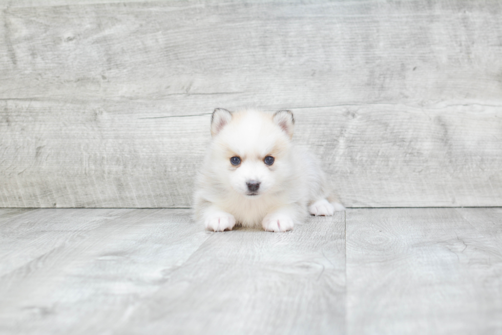 Energetic Mini Husky Designer Puppy