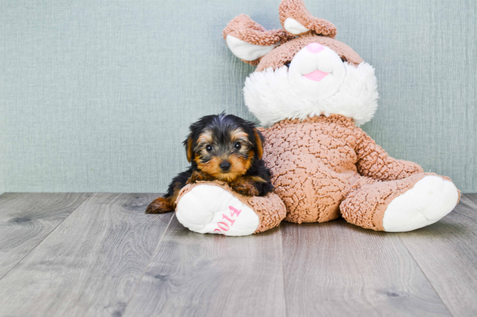 Meet Donny - our Yorkshire Terrier Puppy Photo 