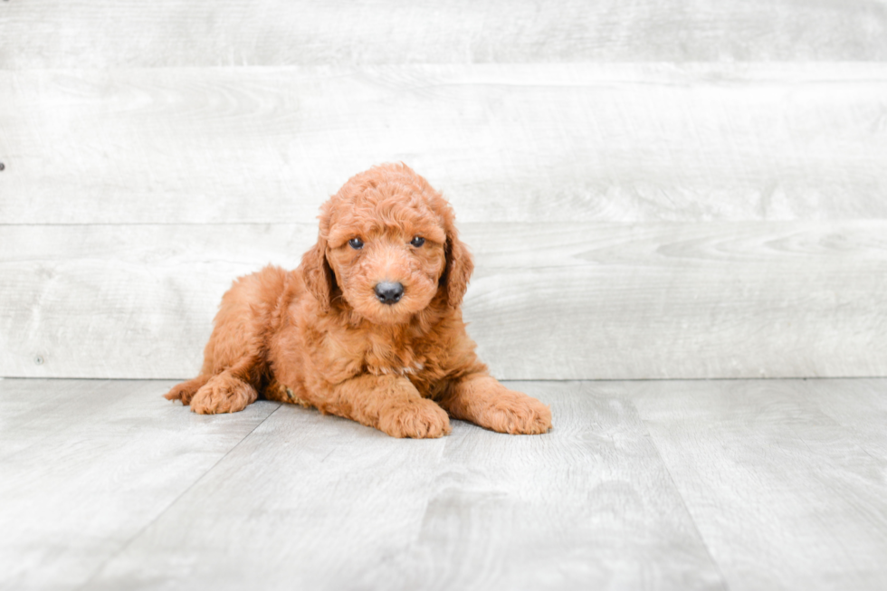 Mini Goldendoodle Puppy for Adoption