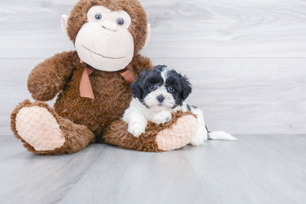 Fluffy Teddy Bear Designer Pup