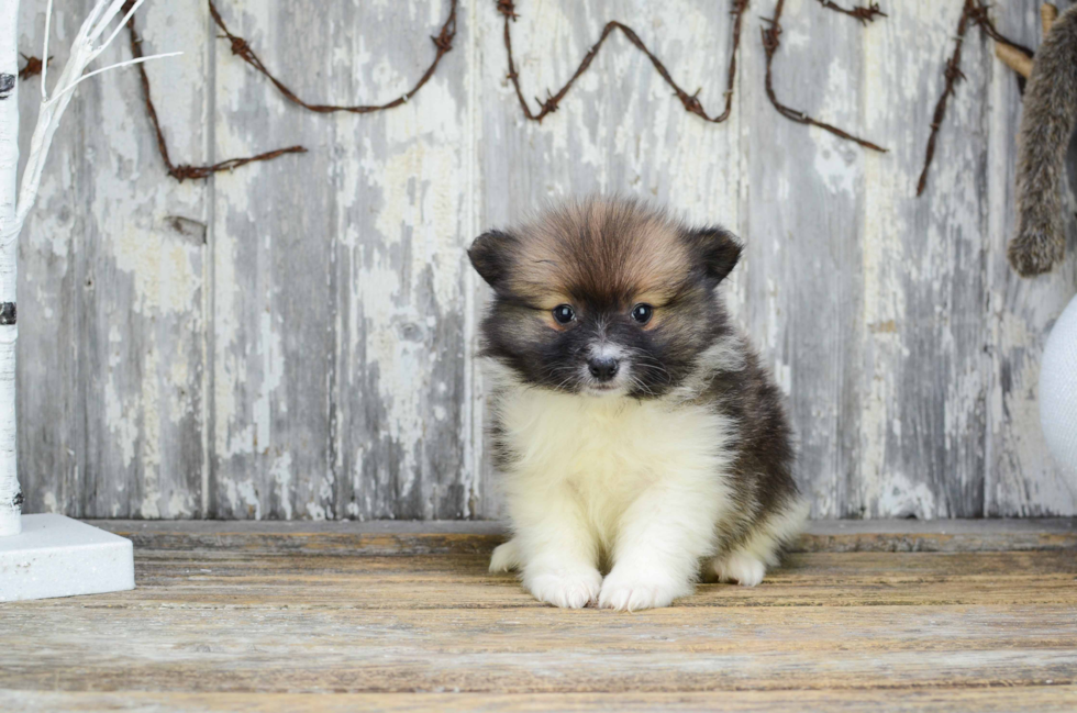 Pomeranian Puppy for Adoption