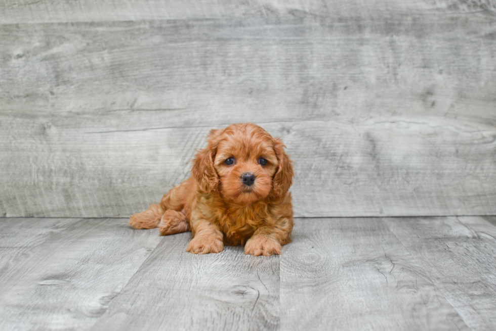 Funny Cavapoo Poodle Mix Pup