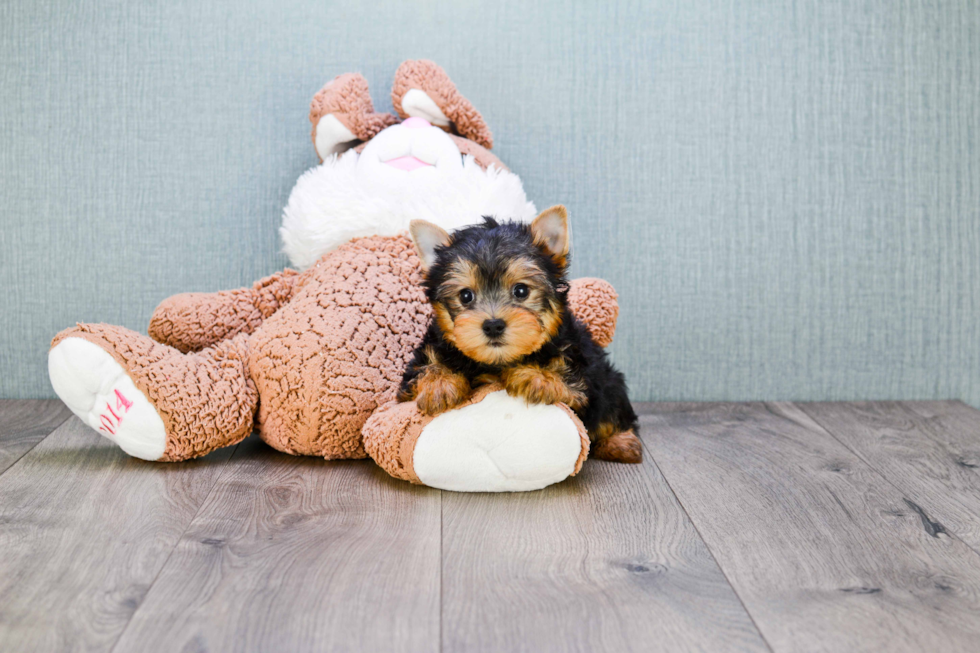 Meet Rascal - our Yorkshire Terrier Puppy Photo 