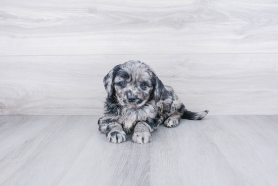 Mini Goldendoodle Pup Being Cute