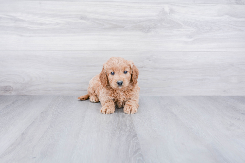 Adorable Golden Retriever Poodle Mix Puppy