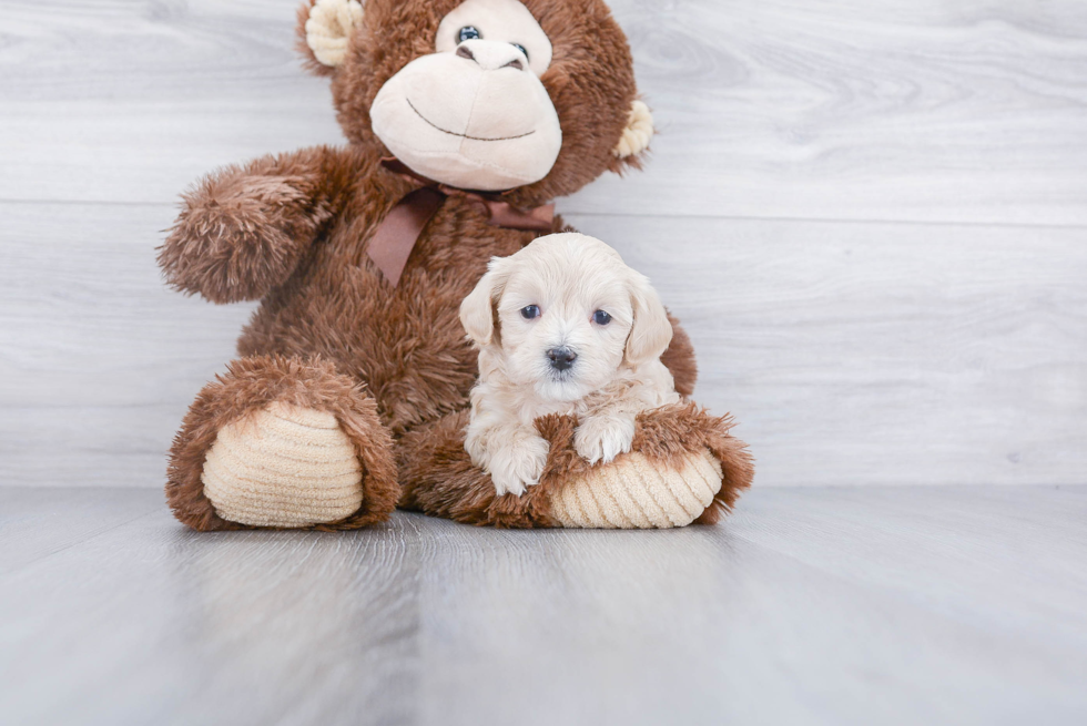 Best Maltipoo Baby