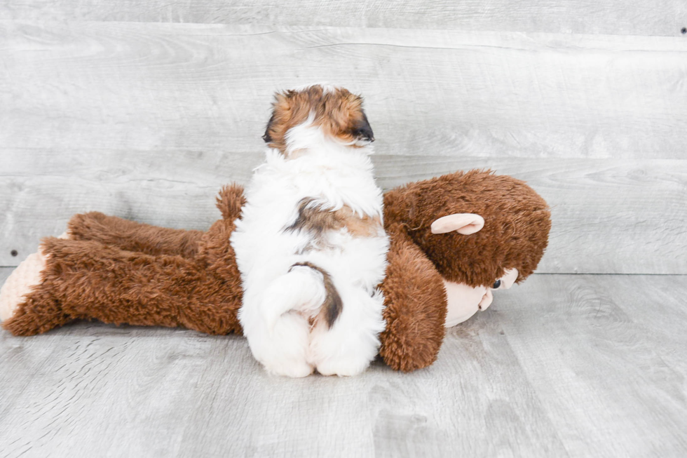 Adorable Shichon Designer Puppy