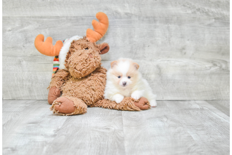 Petite Pomeranian Purebred Puppy