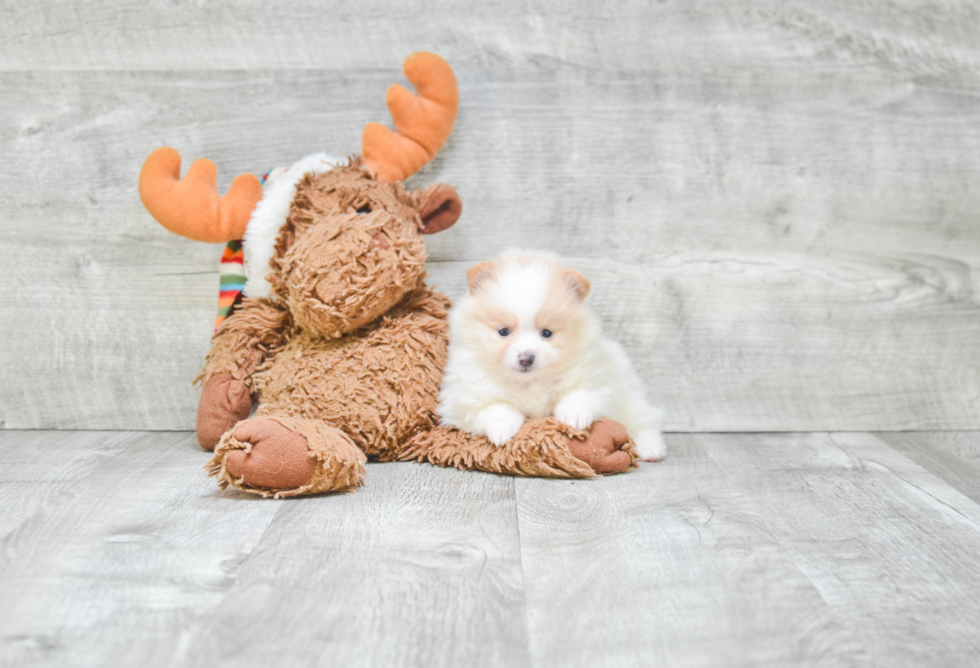 Petite Pomeranian Purebred Puppy