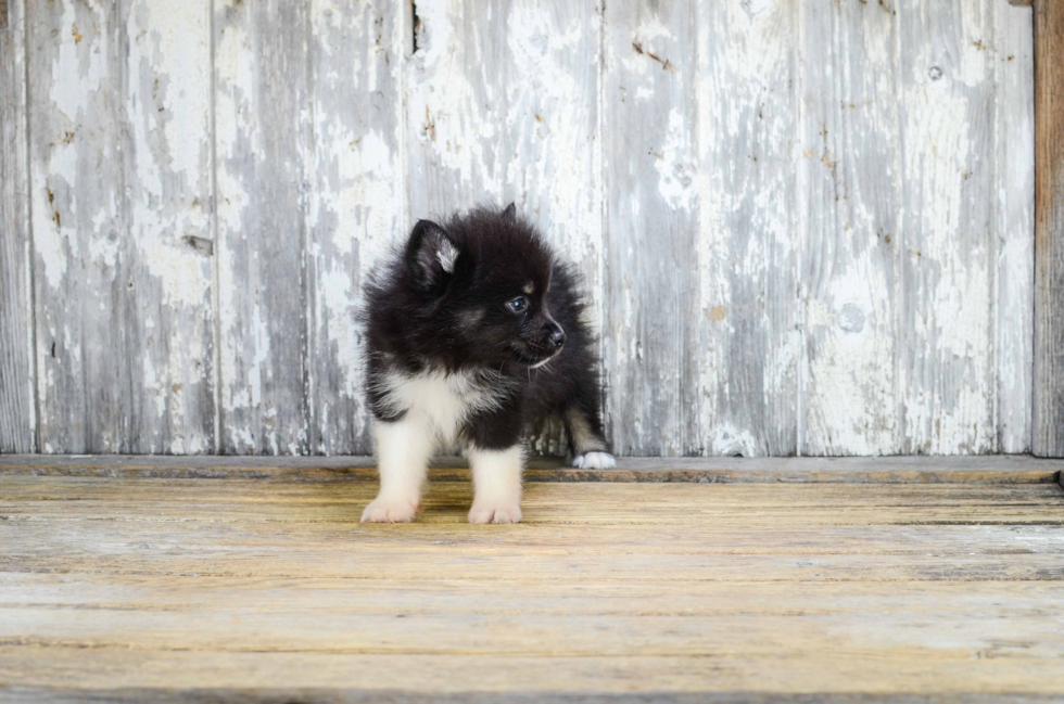 Playful Mini Husky Designer Puppy