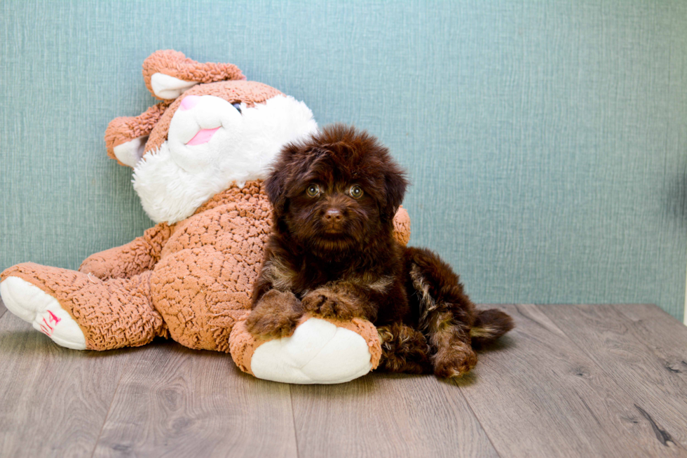 Havanese Pup Being Cute