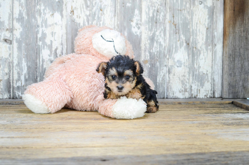 Petite Yorkie Poo Poodle Mix Pup