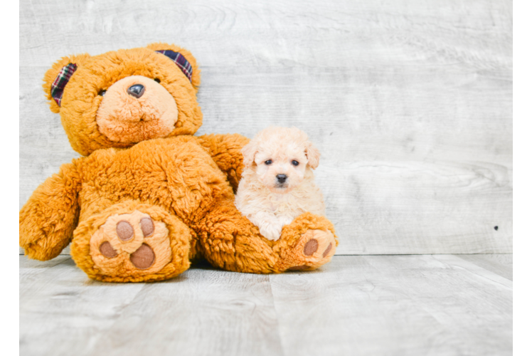 Havanese Pup Being Cute