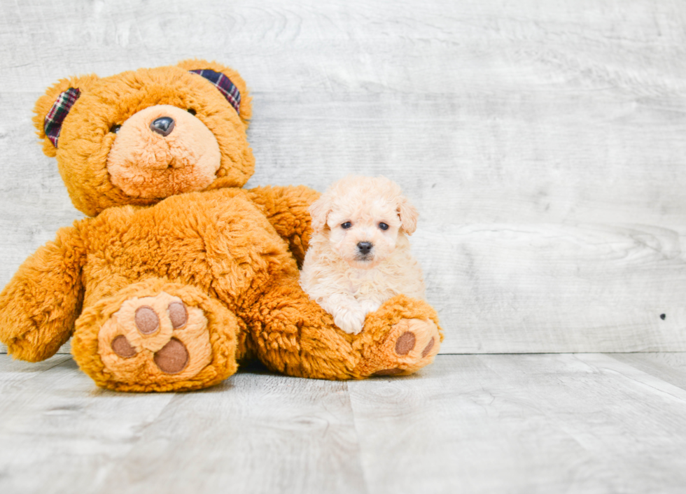 Havanese Pup Being Cute