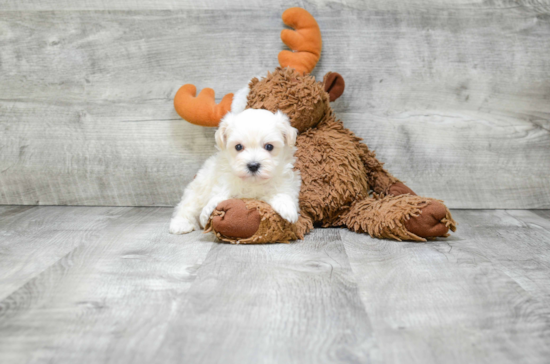 Best Maltipoo Baby