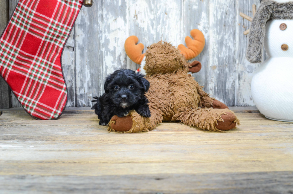 Popular Yorkie Poo Poodle Mix Pup