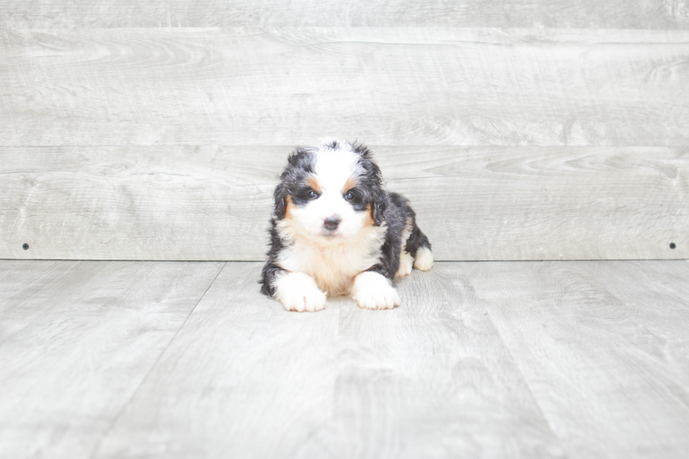 Best Mini Bernedoodle Baby