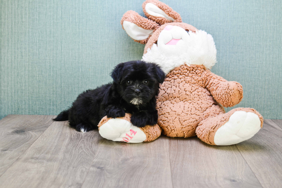 Cute Morkie Baby