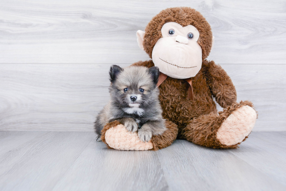 Sweet Pomeranian Purebred Puppy