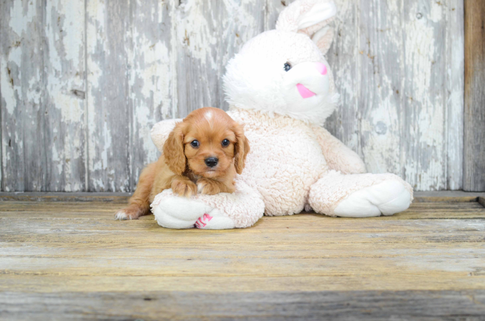 Cavalier King Charles Spaniel Pup Being Cute