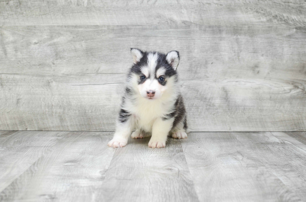 Little Mini Husky Designer Puppy