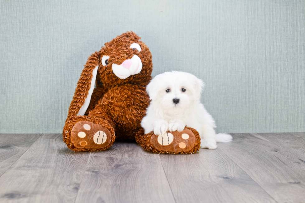 Popular Maltese Purebred Pup