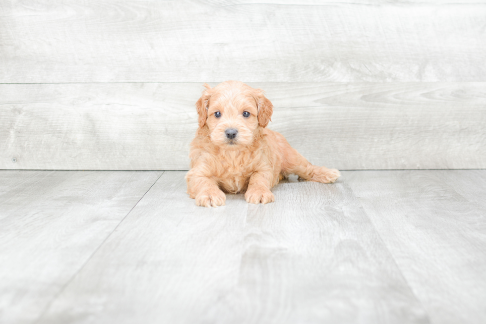 Cute Cockapoo Baby