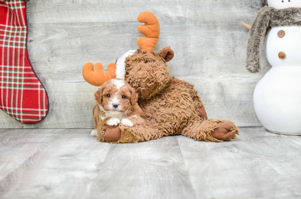 Cavapoo Pup Being Cute