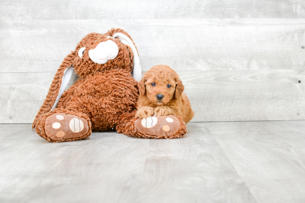 Sweet Mini Goldendoodle Baby