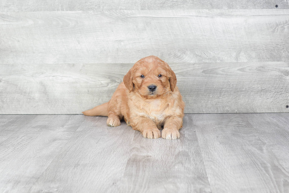 Best Mini Goldendoodle Baby