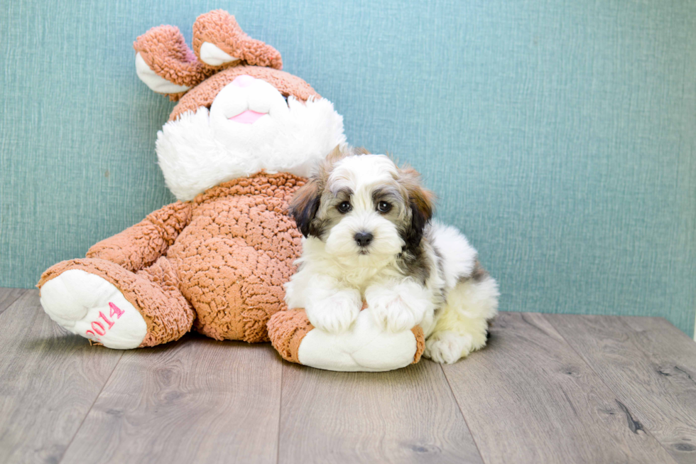 Best Havanese Baby